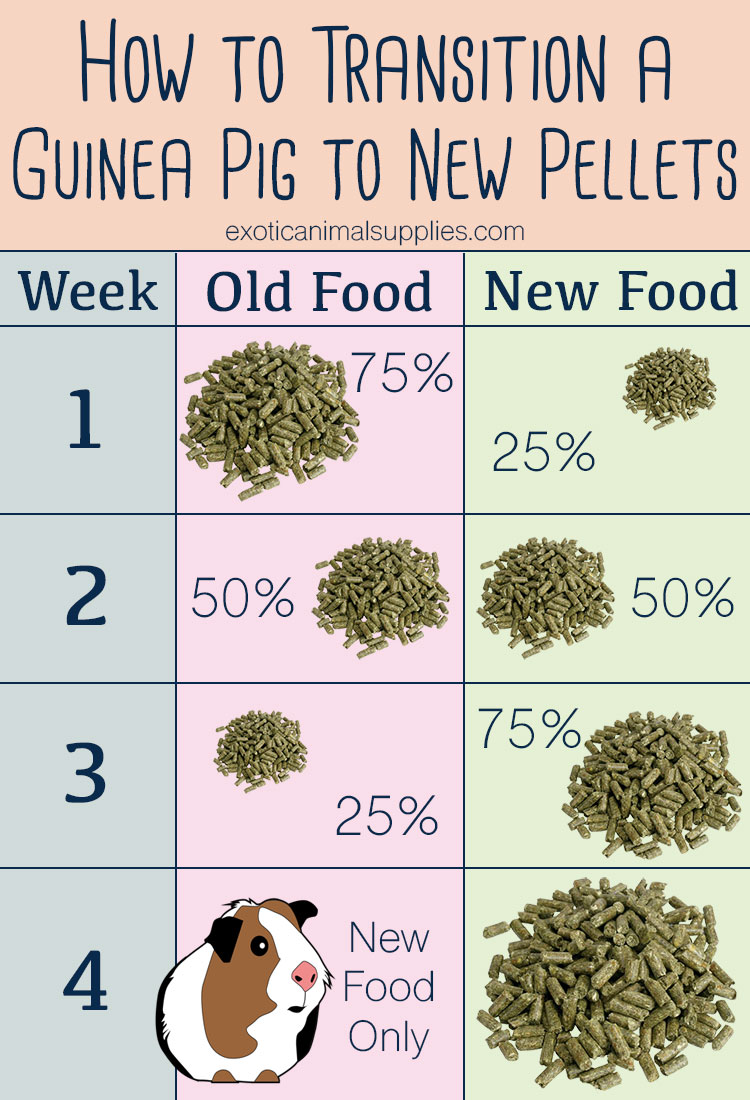 Guinea pig diet store chart