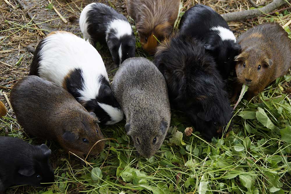 Plant a Guinea Pig Garden: Food You Can Grow for Your Pet Cavy
