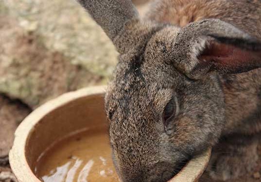 Rabbit Water Crock Dish