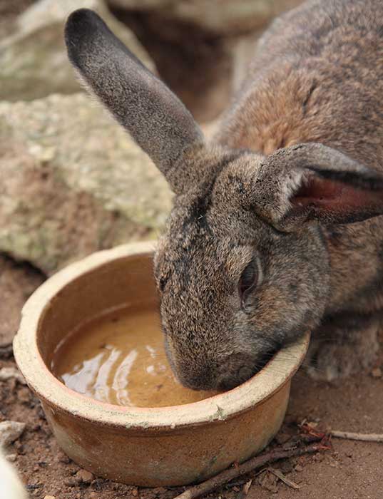 Rabbit Water Crock Dish