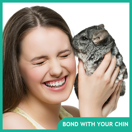 How to Bond with Your Pet Chinchilla