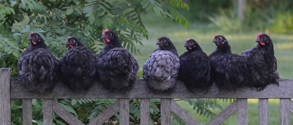 Names for Hens and Chickens