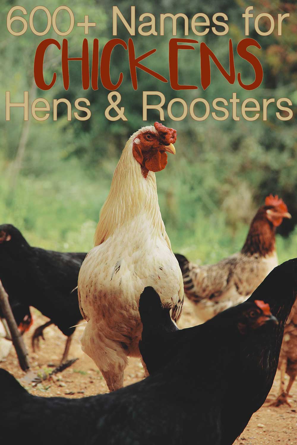 600+ Names for Chickens, Hens, and Roosters