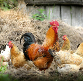 Unisex Names for Chickens, Hens, and Roosters