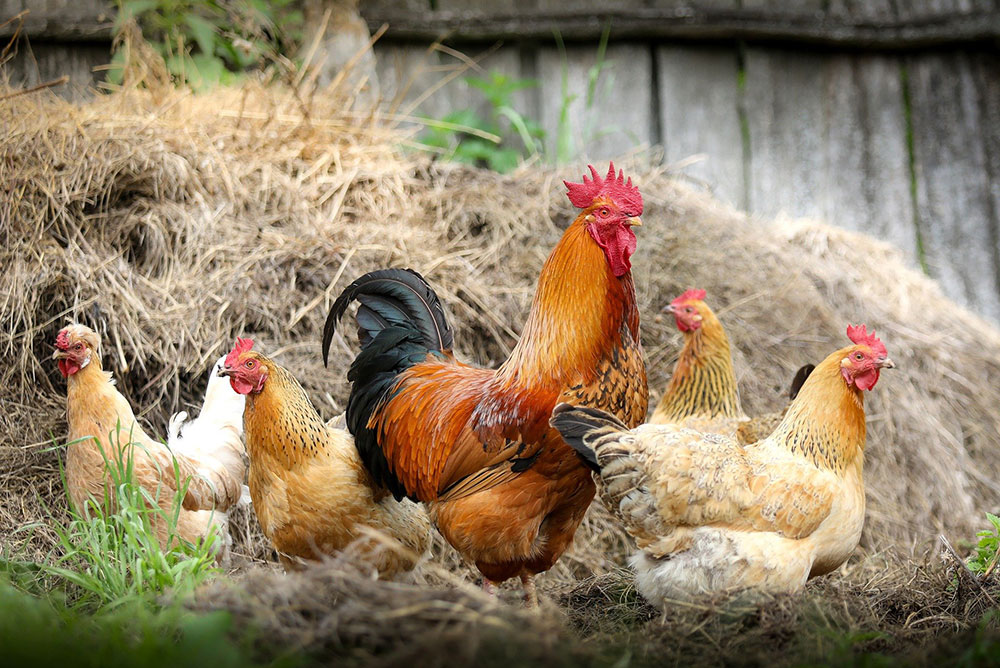 Unisex Names for Chickens, Hens, and Roosters