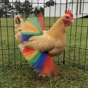Rainbow Chicken Tutu Gift Idea