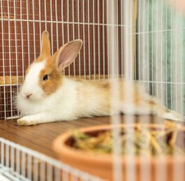 How to Set up a Rabbit Cage