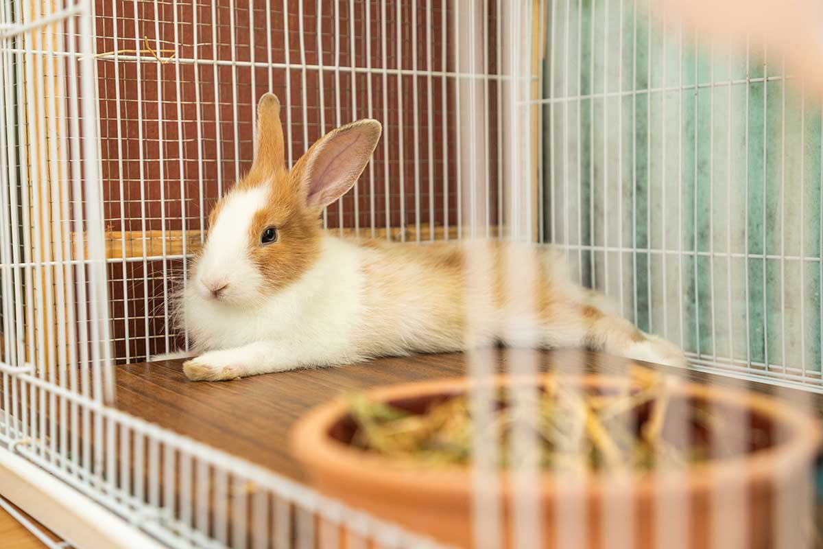 Setting up shop a rabbit hutch