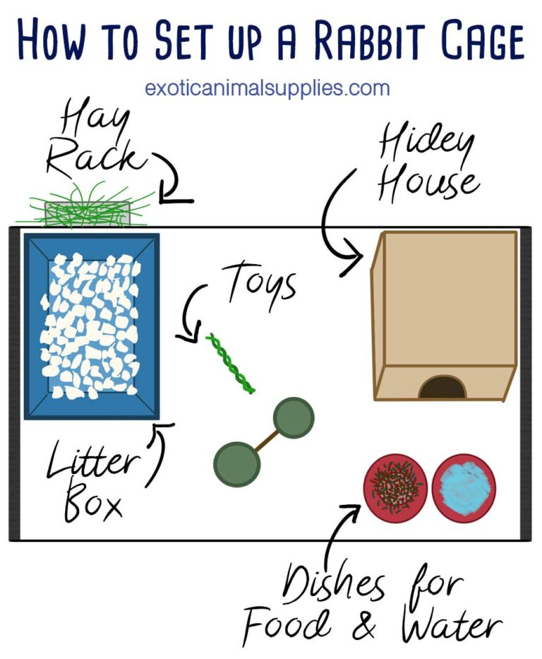 How to Set up a Rabbit Cage Exotic Animal Supplies