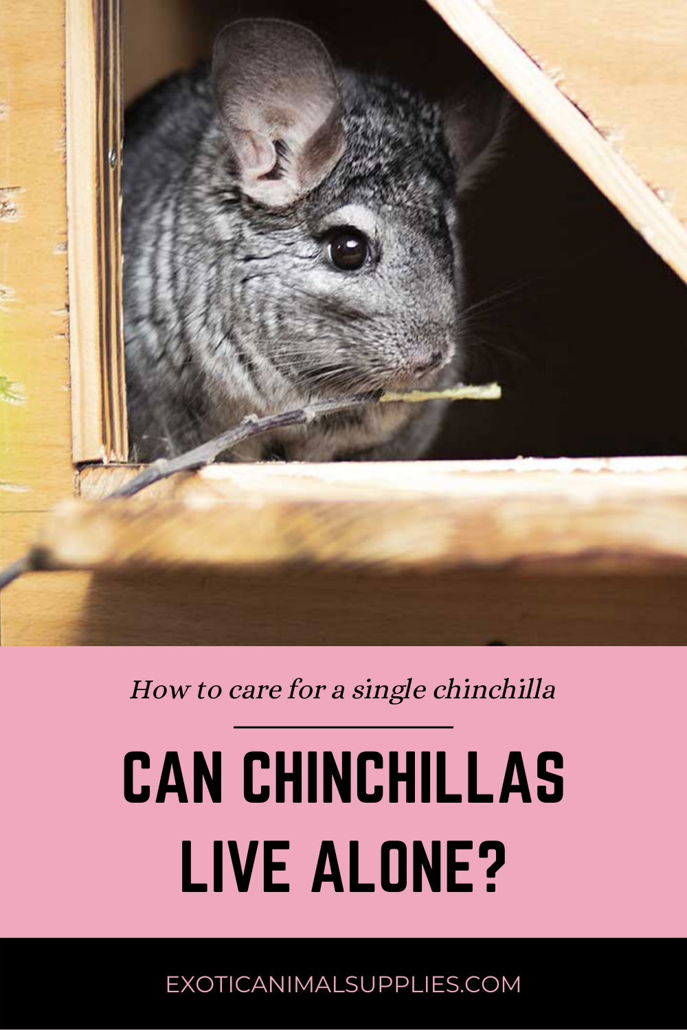 Can Chinchillas Live Alone? How to care for a single chinchilla