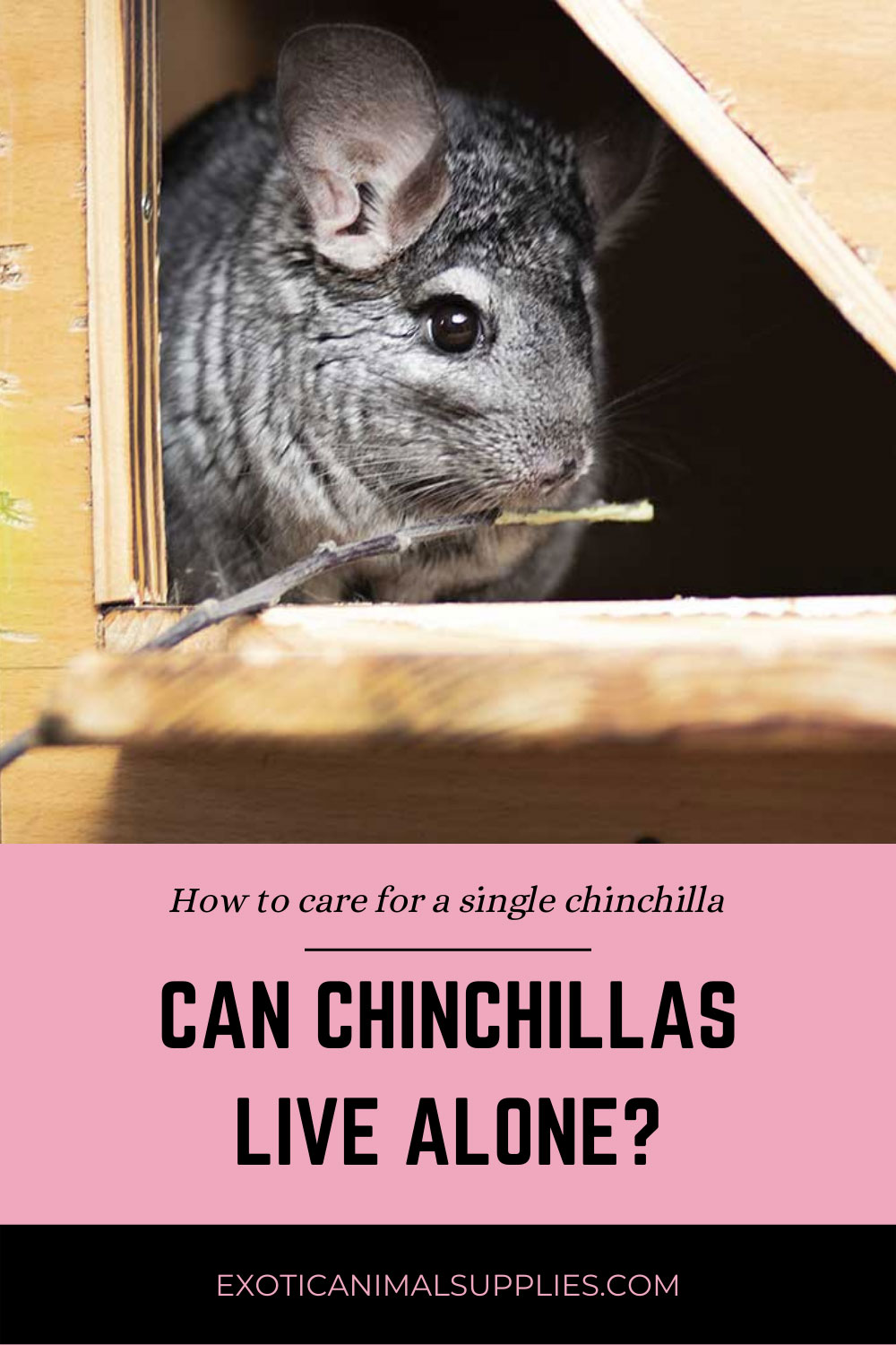 what temperature is too hot for a chinchilla