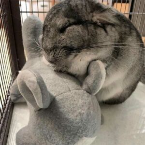 Chinchilla Cuddle Buddy for Single Chinchillas