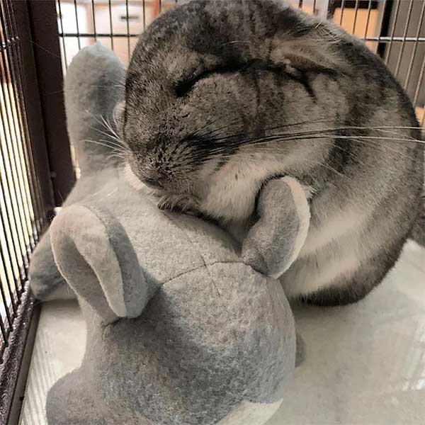Can Chinchillas Live Alone? Exotic Animal Supplies