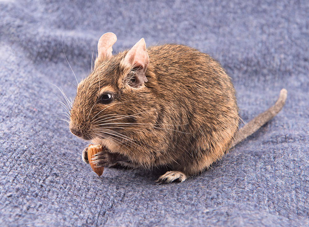 Degu Food and Diet (Pellets, Veggies, & Treats)