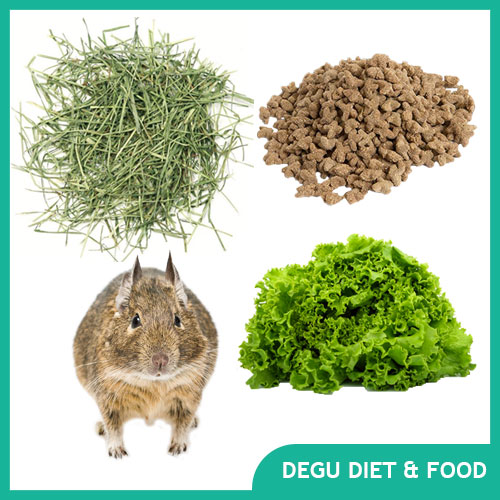 Degu Food and Diet (Pellets, Veggies, & Treats)