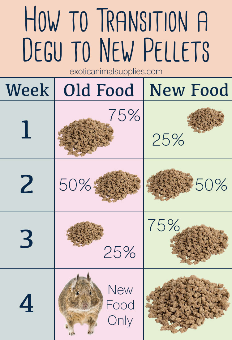 How to Transition a Degu to New Food Pellets