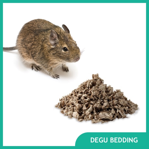 Best Degu Bedding and Substrates