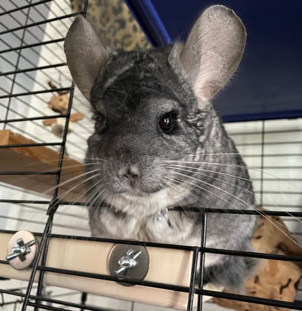 Pet Chinchilla