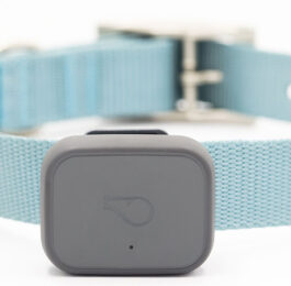 5 Best Bluetooth & GPS Cat Trackers