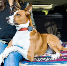 5 Best Dog Activity Trackers