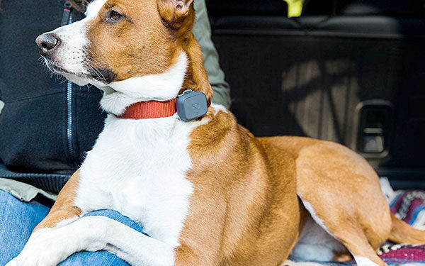 5 Best Dog Activity Trackers